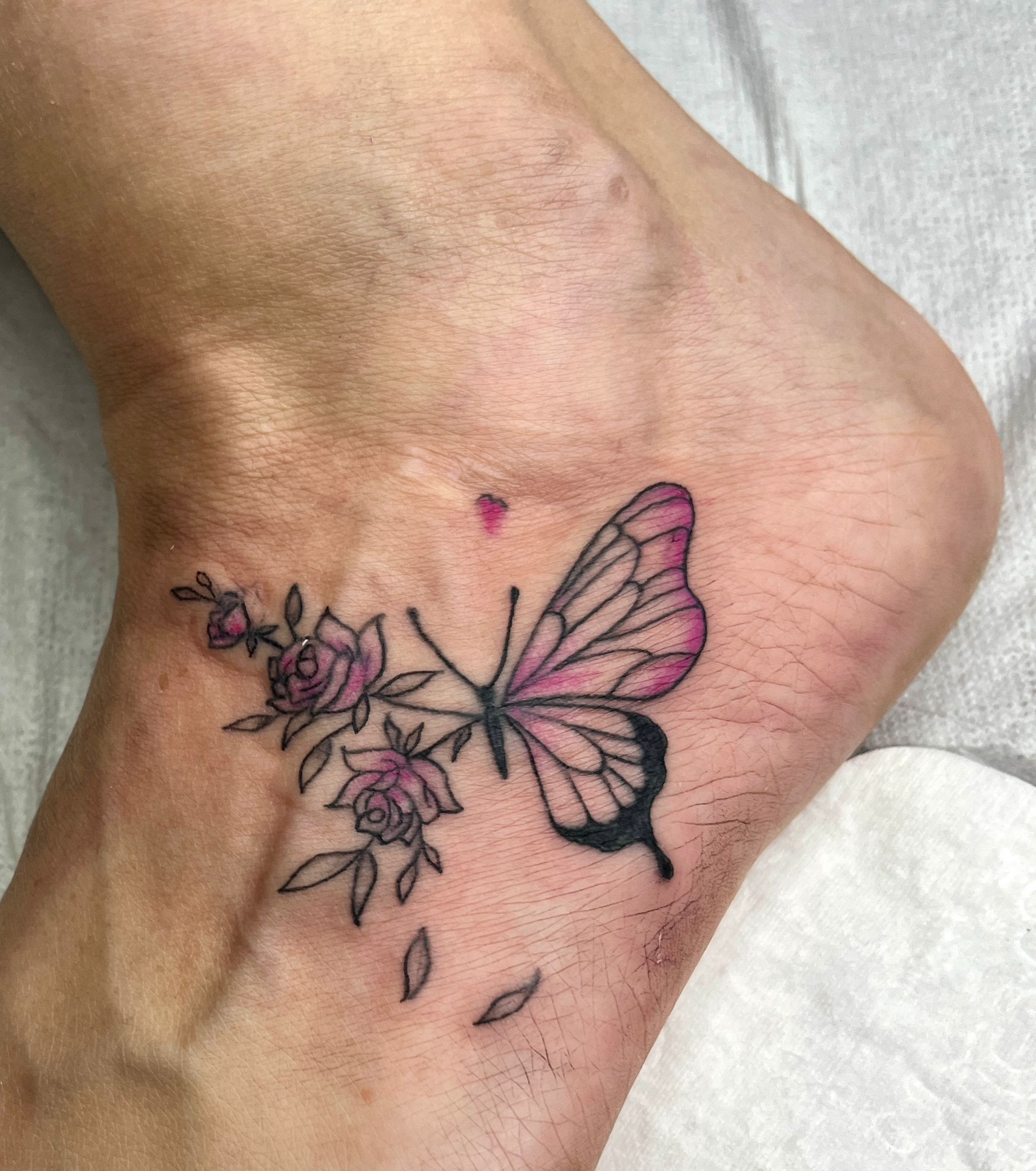 Papillon évolution p