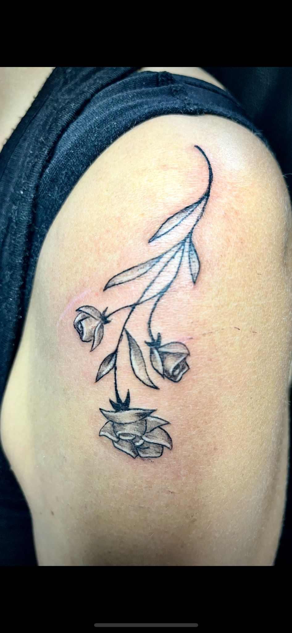 Rose noir pour cache